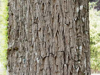 Obraz premium (Juglans nigra) Tronc à l'écorce foncée fortement nervurée du noyer noir