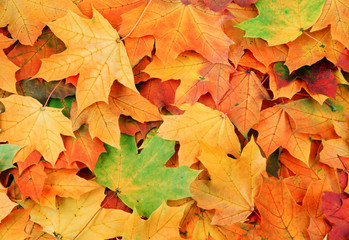 Colorfulmaple leaves background