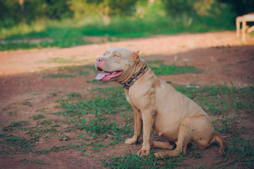 bully dog  sitting in the ground