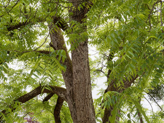 Tronc à l'écorce foncée fortement nervurée du noyer noir