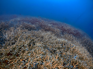 Fototapeta na wymiar Extensive Branch Coral (Acropora florida) on a reef in El Nido, Palawan, Philippines