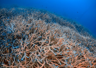 Naklejka na ściany i meble Extensive Branch Coral (Acropora florida) on a reef in El Nido, Palawan, Philippines