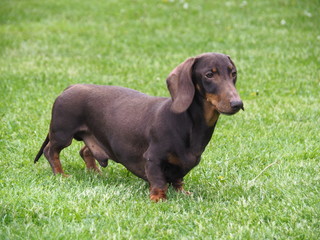 Dog Dachshund stands in the garden on the grass