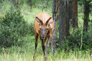 elk in jasper nationalpark canada