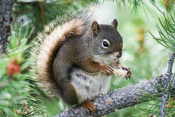 squirrel eating on a tree
