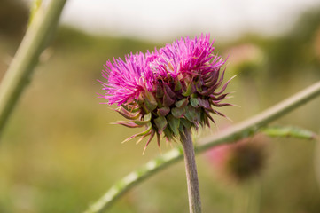 Thistle flower of pink color in the  green summer field