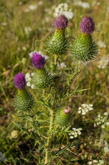 Thistle flower of pink color in the  green summer field