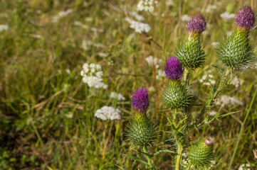 Thistle flower of pink color in the  green summer field