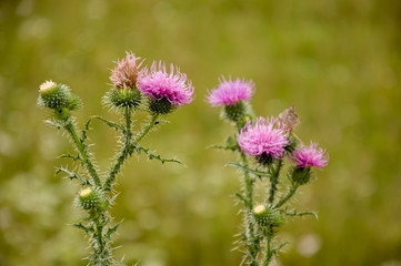 Thistle flower of pink color in the  green summer field