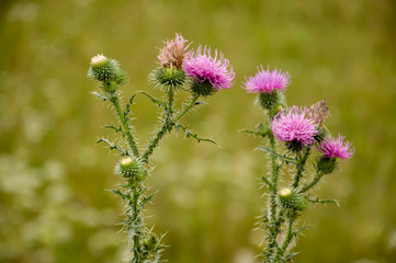 Thistle flower of pink color in the  green summer field