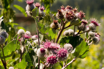 Thistle flower of pink color in the  green summer field