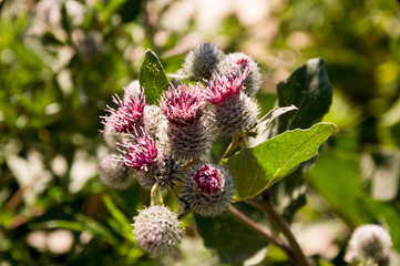 Thistle flower of pink color in the  green summer field