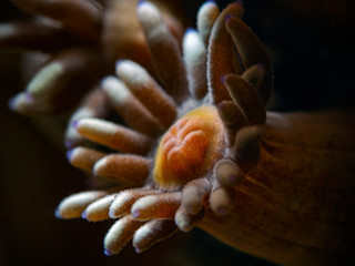 Single coral polyp (Pulau Bangka, North Sualwesi/Indonesia)
