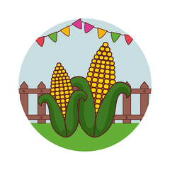 set of fresh cobs with garlands in frame circular