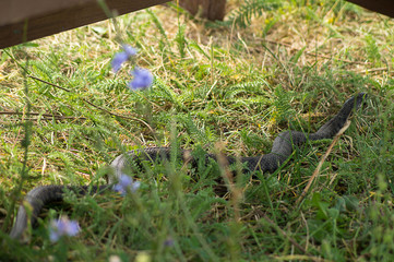 Snake Viper common crawling in the grass on a summer day.
