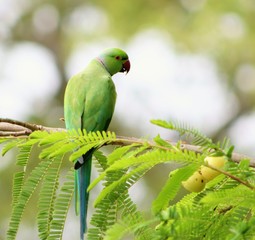 Portrait of a parrot sitting in branch