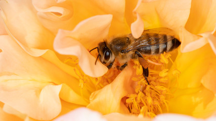 eine Biene beim bestäuben in einer gelben Blüte
