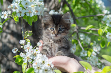 Naklejka na ściany i meble Fluffy kitten sits on a hand against the background of a flowering pear, on a bright sunny day, close-up.