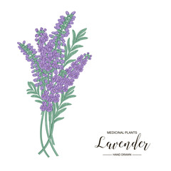 Lavender flowers isolated on white background. Medical plants hand drawn. Vector botanical illustration.