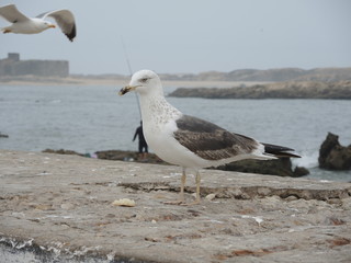Gull in Essaouira in marocco