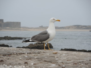Gull in Essaouira in marocco
