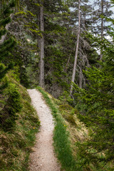 Fototapeta na wymiar A path in the woods of Lenzerheide in the Swiss Alps in summer - 2