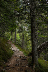 Fototapeta na wymiar A path in the woods of Lenzerheide in the Swiss Alps in summer - 3
