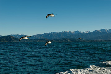 Cape petrels fly above the sea in Kaikoura, New Zealand