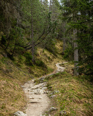Fototapeta na wymiar A path in the woods of Lenzerheide in the Swiss Alps in summer - 4