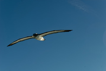 A Buller's Albatross, also known as a Buller’s mollymawks is flying against a blue sky