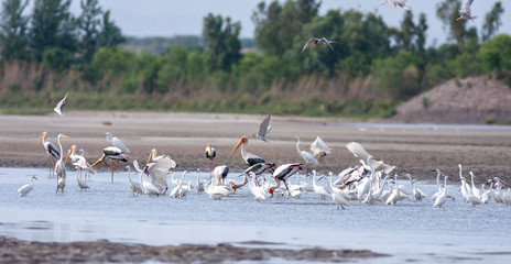 Fototapeta na wymiar Flock of Egrets and storks fishing