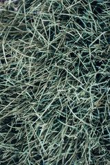 green grass texture background