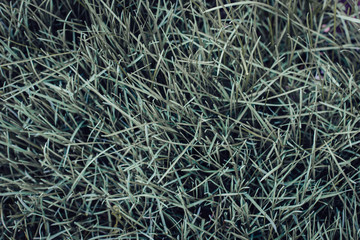 green grass texture background
