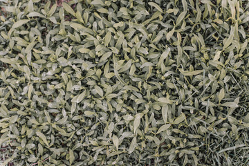 green grass texture background