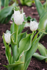 white tulips in the garden