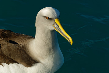 A lesser albatross rests on the sea, it is beautifully lit