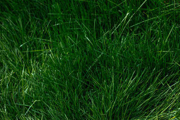 green grass texture background