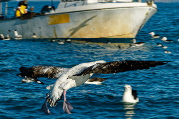 An albatross lands on the water in front of a fishing boat, other birds are already present