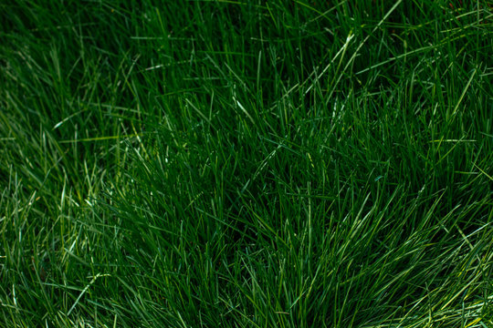 green grass texture background © Ксения Куприянова