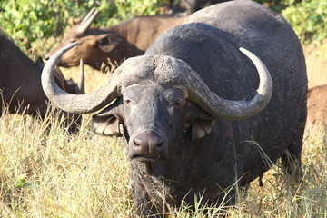Cape Buffalo with large horns