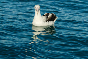 An albatross rests on the sea's surface