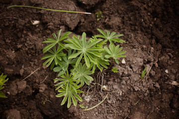 young plant in soil