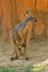 The sitting big red kangaroo (Macropus Rufus) close up © sikaraha