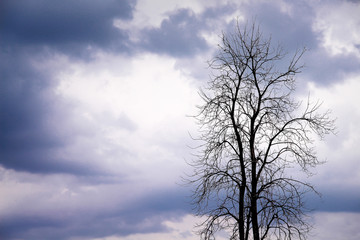 Silhouette single dead tree on overcast sky evening background