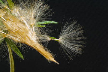 Azalea seeds break out of the pod on the black background