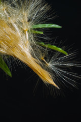 Azalea seeds break out of the pod on black background