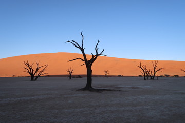 ナミブ砂漠　Deadvlei　Namibia