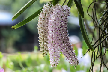 bee on a flower