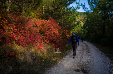 Obraz premium Camminando lungo la ciclovia Parenzana in Istria in una giornata autunnale con il foliage