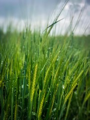 Fototapeta na wymiar Cereals field in the rain 